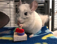 Load image into Gallery viewer, Chin 'Cheesecake' - 4 slices (the whole cake!) - Chinchilla/Rat/Degu/Rabbit/Guinea Pig/Hamster Chew Toy