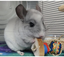 Load image into Gallery viewer, Chin 'Cheesecake' - 4 slices (the whole cake!) - Chinchilla/Rat/Degu/Rabbit/Guinea Pig/Hamster Chew Toy