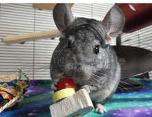 Load image into Gallery viewer, Chin 'Cheesecake' - one slice - Chinchilla/Rat/Degu/Rabbit/Guinea Pig/Hamster Chew Toy