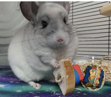 Load image into Gallery viewer, Chin 'Cheesecake' - one slice - Chinchilla/Rat/Degu/Rabbit/Guinea Pig/Hamster Chew Toy