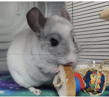 Load image into Gallery viewer, Chin 'Cheesecake' - one slice - Chinchilla/Rat/Degu/Rabbit/Guinea Pig/Hamster Chew Toy