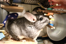 Load image into Gallery viewer, Doughnut Dangle – Chinchilla / Rat / Degu / Rabbit / Guinea Pig / Hamster Chew Toy Apple Willow Mulberry Wood