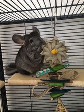 Load image into Gallery viewer, Wallflower - Chinchilla/Rat/Degu/Rabbit/Guinea Pig Chew Toy