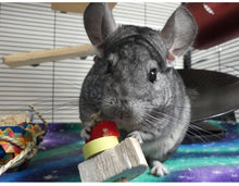 Load image into Gallery viewer, Chin 'Cheesecake' - 4 slices (the whole cake!) - Chinchilla/Rat/Degu/Rabbit/Guinea Pig/Hamster Chew Toy