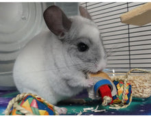 Load image into Gallery viewer, Chin 'Cheesecake' - 4 slices (the whole cake!) - Chinchilla/Rat/Degu/Rabbit/Guinea Pig/Hamster Chew Toy