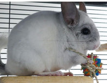 Load image into Gallery viewer, 2023 Chirping Chins' Christmas Stocking – Red or Snowflake Patterns - Chinchilla/Degu/Rat/Guinea Pig/Rabbit Chinchilla gift present