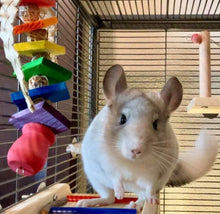 Load image into Gallery viewer, Pot o' Gold! - Kiln-Dried Pine, Grapevine, Palm Rainbow Hanging Chinchilla/Rat/Degu/Rabbit/Guinea Pig/Chew Toy Cage Accessory Gift