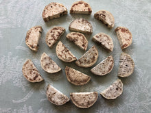 Load image into Gallery viewer, Misfit Yucca 'Cheesecake' Bases