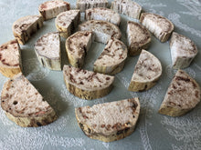 Load image into Gallery viewer, Misfit Yucca 'Cheesecake' Bases