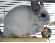 Load image into Gallery viewer, Chinnie Pressie – Chewable Birthday / Gotcha Day / Unbirthday Present for Chinchillas/Rats/Rabbits/Guinea Pigs/Degu/Hamster/Gerbil Chew Toy
