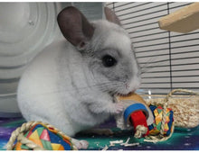 Load image into Gallery viewer, Chin &#39;Cheesecake&#39; - one slice - Chinchilla/Rat/Degu/Rabbit/Guinea Pig/Hamster Chew Toy
