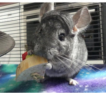 Load image into Gallery viewer, Chin &#39;Cheesecake&#39; - 4 slices (the whole cake!) - Chinchilla/Rat/Degu/Rabbit/Guinea Pig/Hamster Chew Toy
