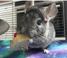 Load image into Gallery viewer, Chin &#39;Cheesecake&#39; - one slice - Chinchilla/Rat/Degu/Rabbit/Guinea Pig/Hamster Chew Toy
